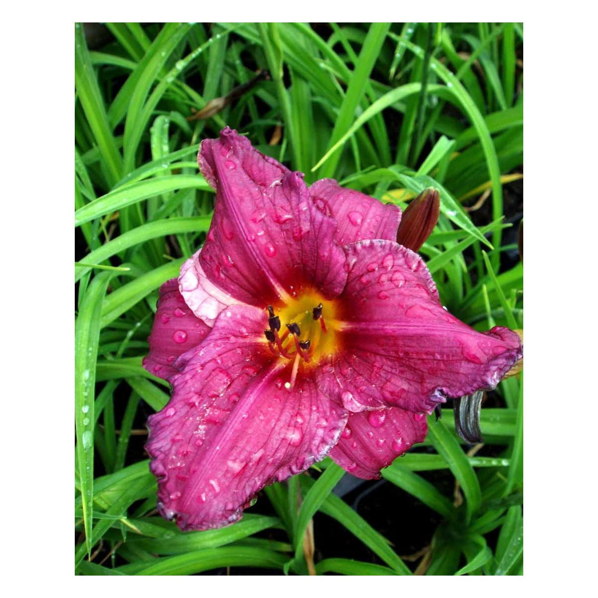 Daglilje &apos;Summer Wine&apos;