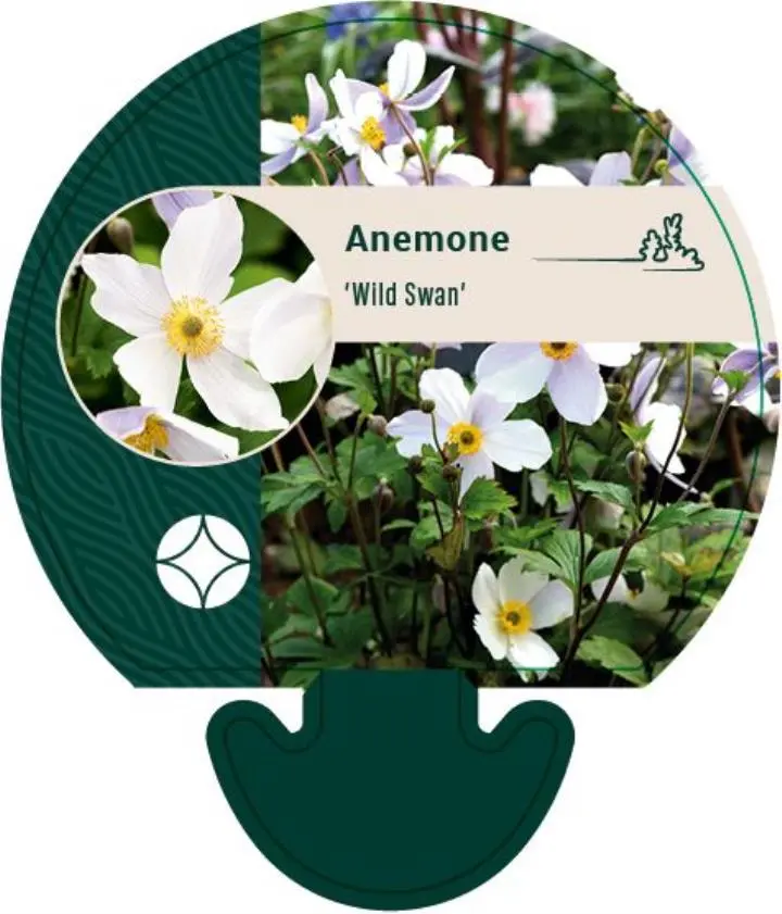 Anemone 'Wild Swan' - Potte 0,8 Liter
