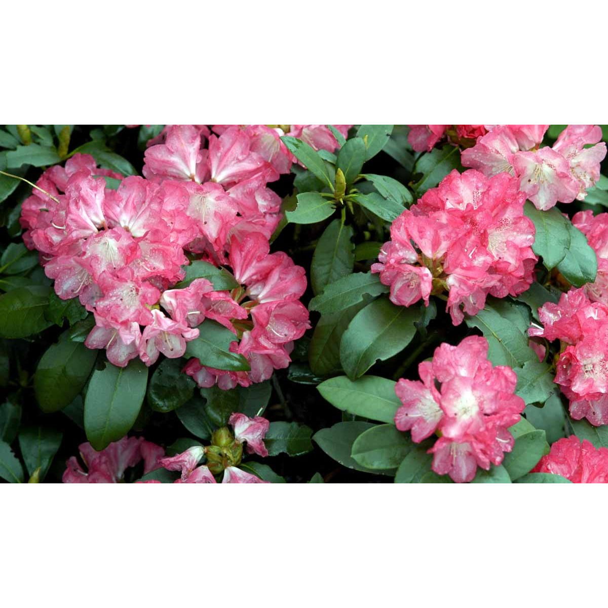 &apos;Anuschka&apos;