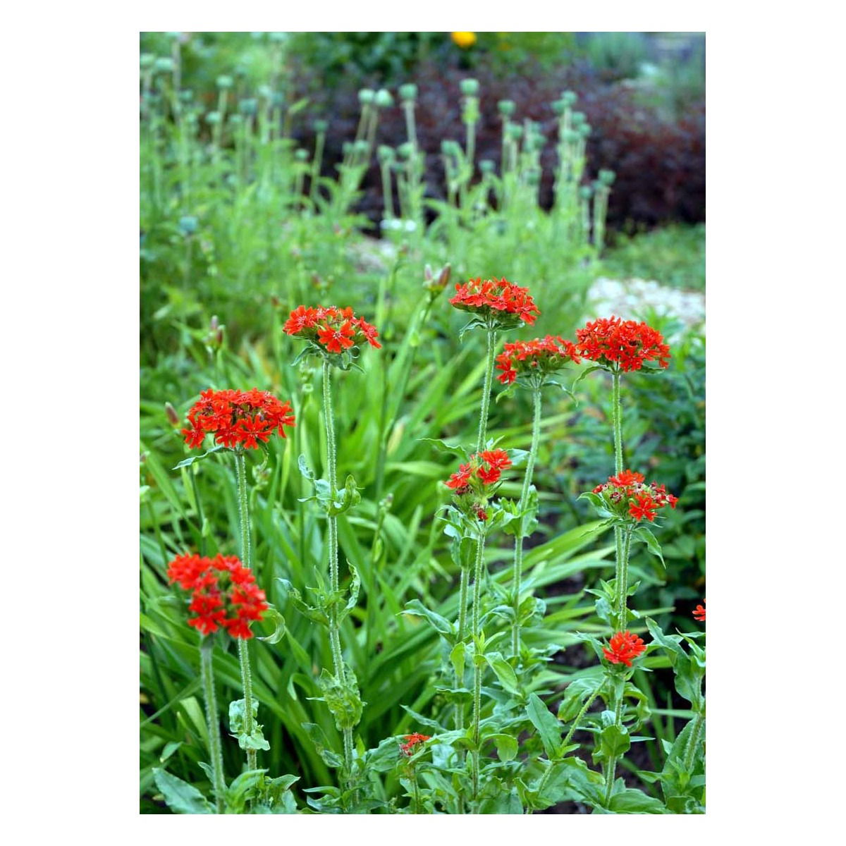 Brændende Kærlighed