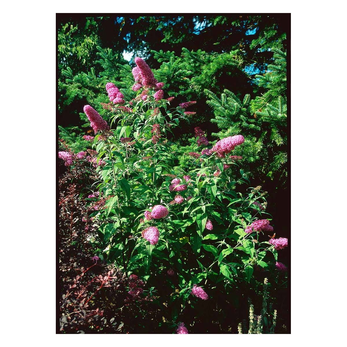 Sommerfuglebusk &apos;Nanhoe Purple&apos;