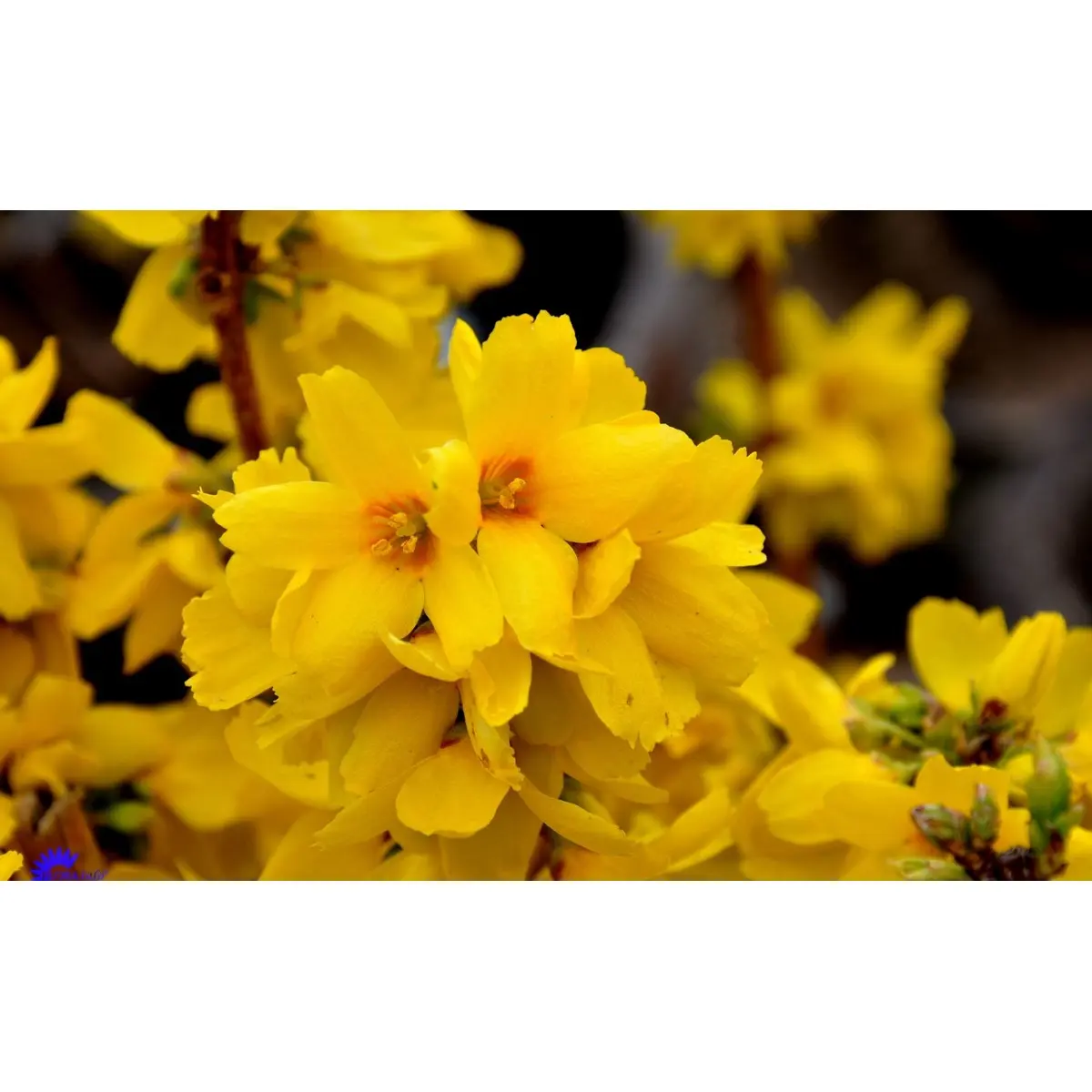 Vårguld &apos;Goldrausch&apos;