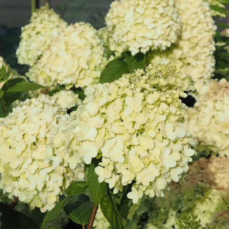 Syrén hortensia Limelight