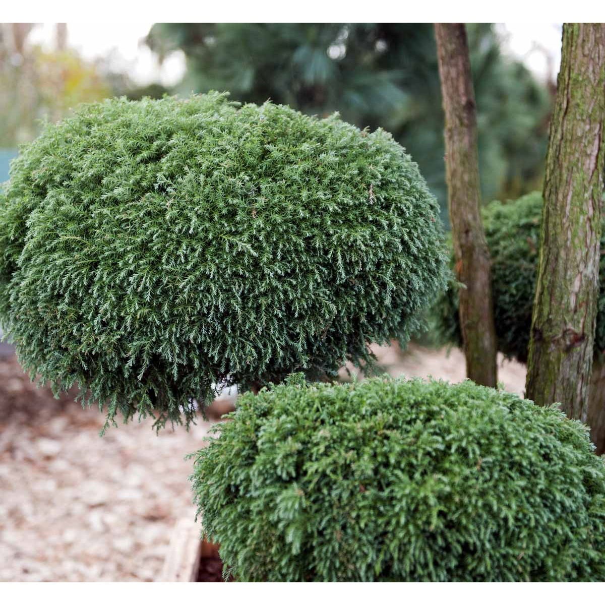 Ærtecypres &apos;Squarrosa&apos; (&quot;blød ene&quot;)