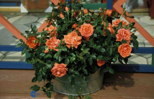 Rosa x Versailles Palace, Palacerose Versailles Palace,