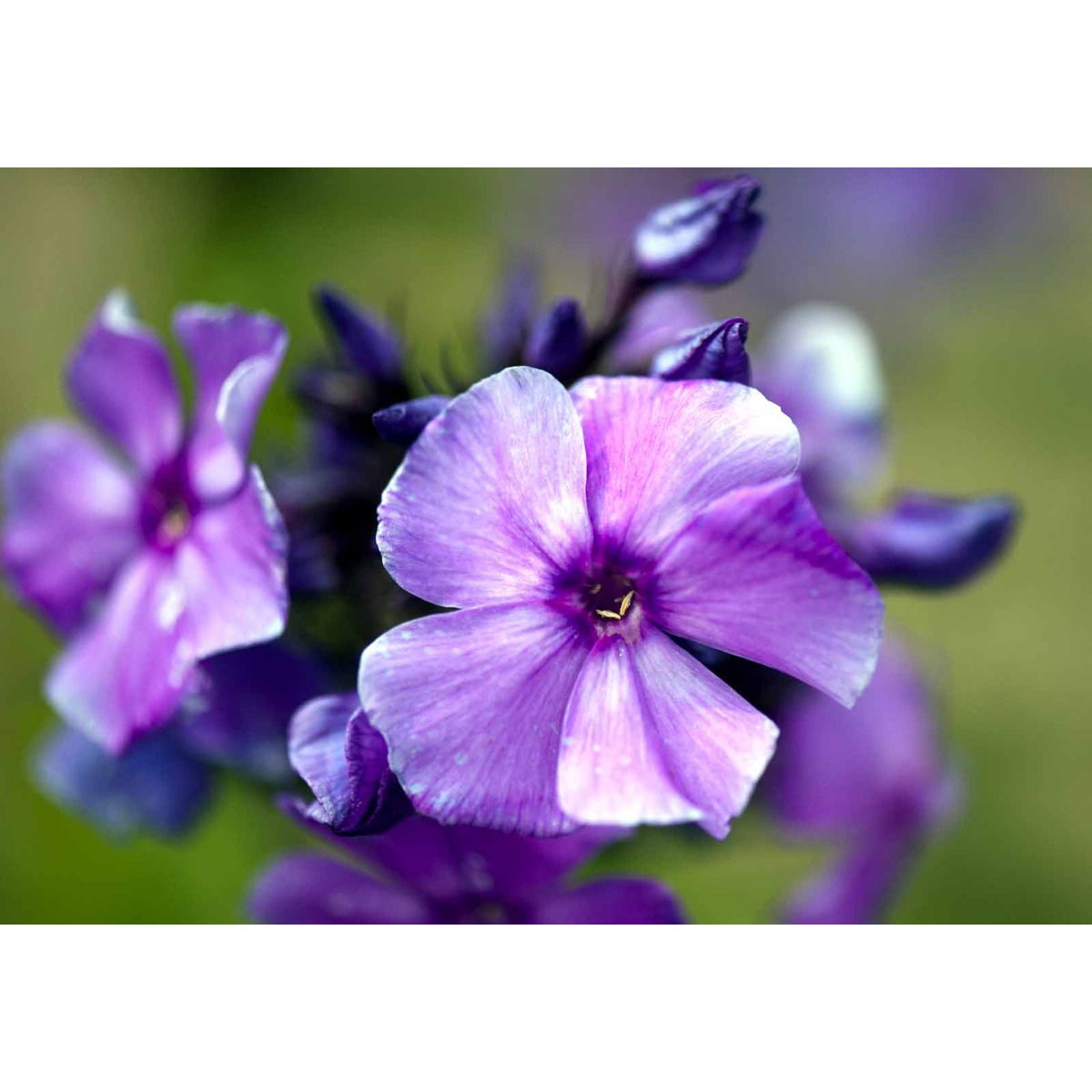 Høstfloks 'Blue Paradise' - Potte 0,8 Liter