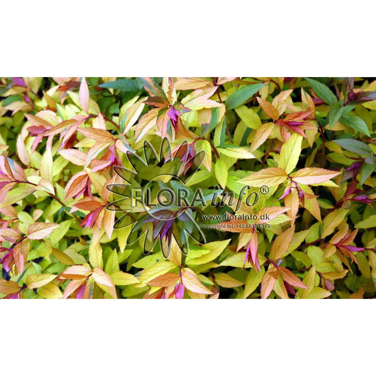 Spiraea japonica Goldflame, Spiræa Goldflame, Blad / Nåle: Ovalformede Blad / Nåle farve: Gulgrønne Blomster str.: Små Blomsterfarve: Mørkrosa Blomstringstid 1: Juli - September Bredde: 0,9 - 1,2 meter Efterårsløv: Bronzefarvet Gødning: Mellem Højde: 0,5
