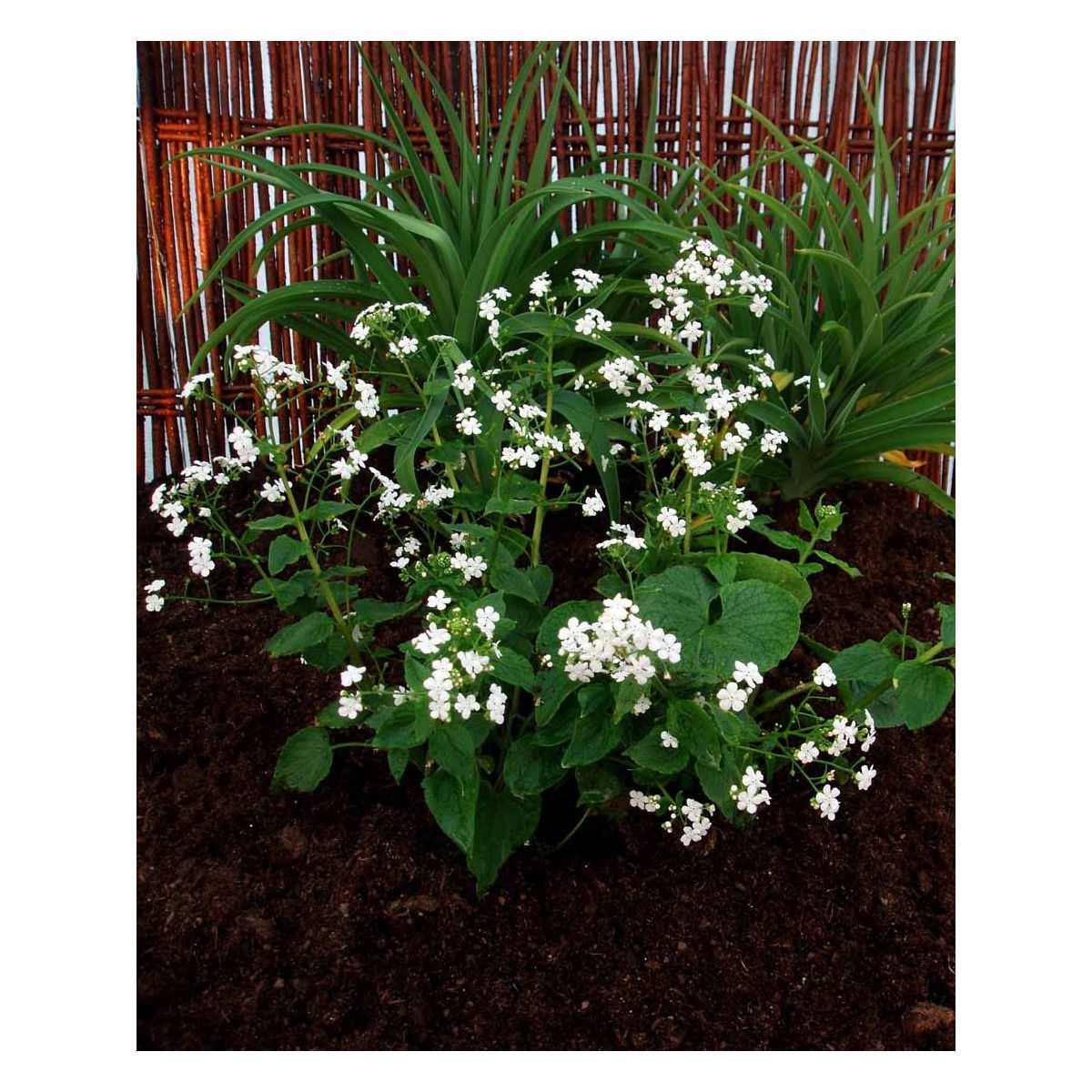 Kærmindesøster &apos;Betty Bowring&apos;