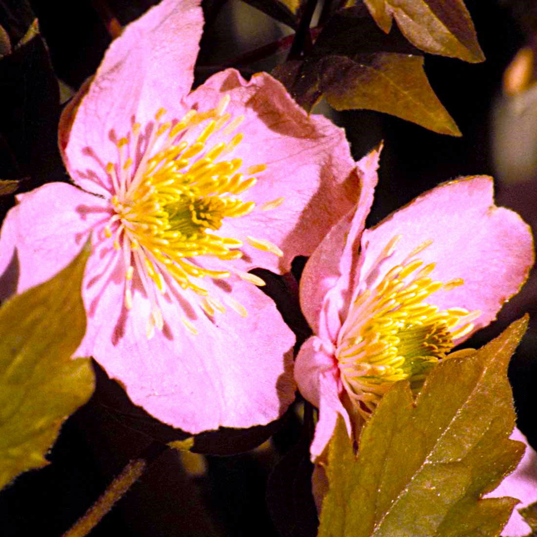 Bjerg-Skovranke Tetrarose