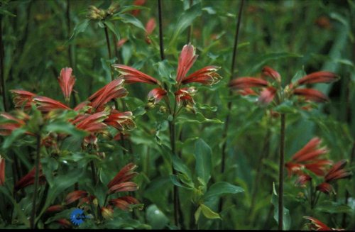 Alstromeria pulchella, Inkalilje, 70 - 90 cm stive rødplettede stilke med linjeformede blade, med rødgrønne fint åbne blomster juli - oktober sol solitært - gruppe i veldrænet varmt bed