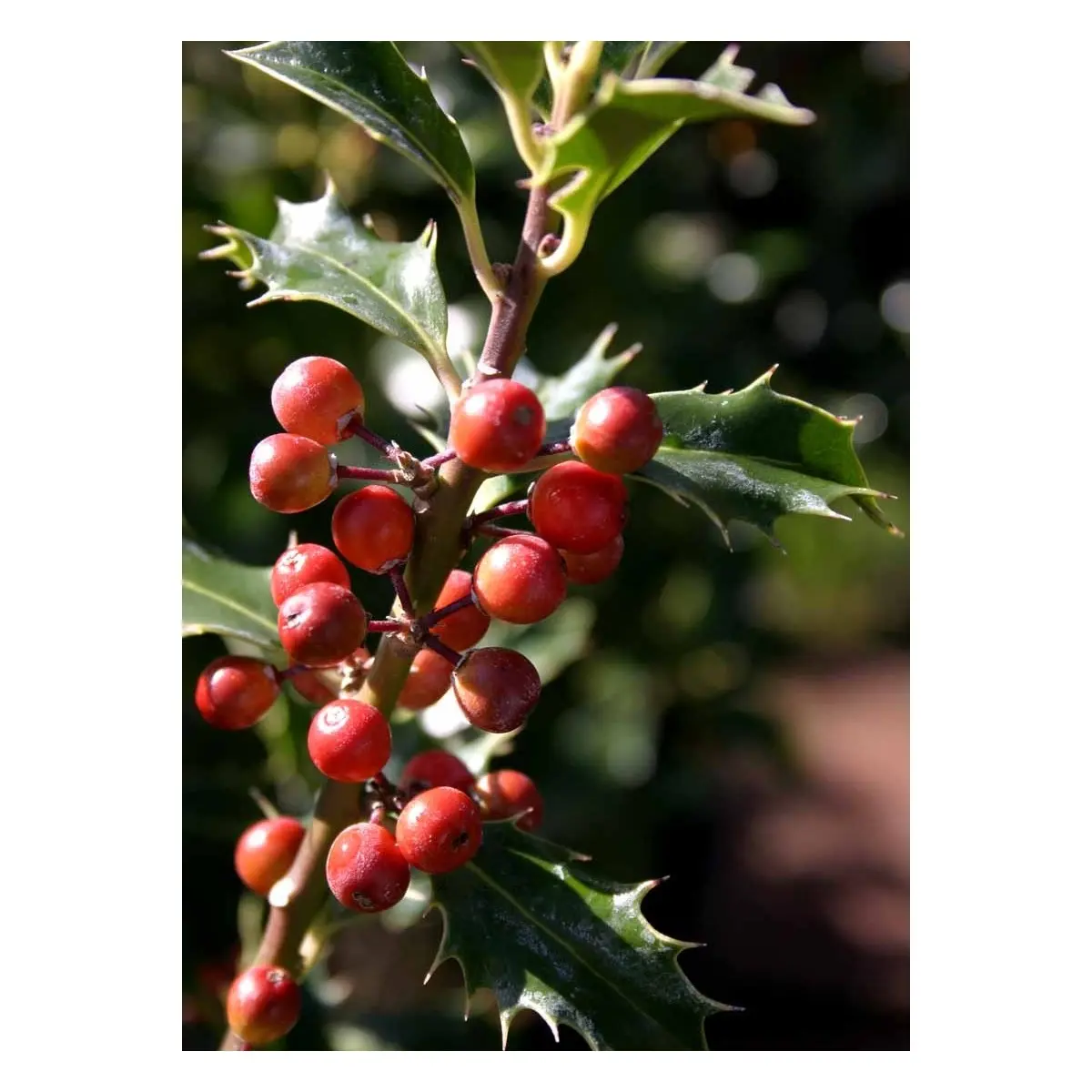 Almindelig kristtorn &apos;Alaska&apos;