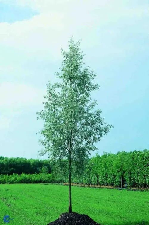 Salix alba Saba, Sølvpil Saba, Blad / Nåle: Lancetformede Blad / Nåle farve: Grågrønne Blomster str.: Små Blomsterfarve: Gule Blomstringstid 1: April - Maj Bredde: 5 - 10 meter Gødning: Let Højde: 15 - 20 meter Hårdførhed: Fuldt Placering: Sol / halvskygg