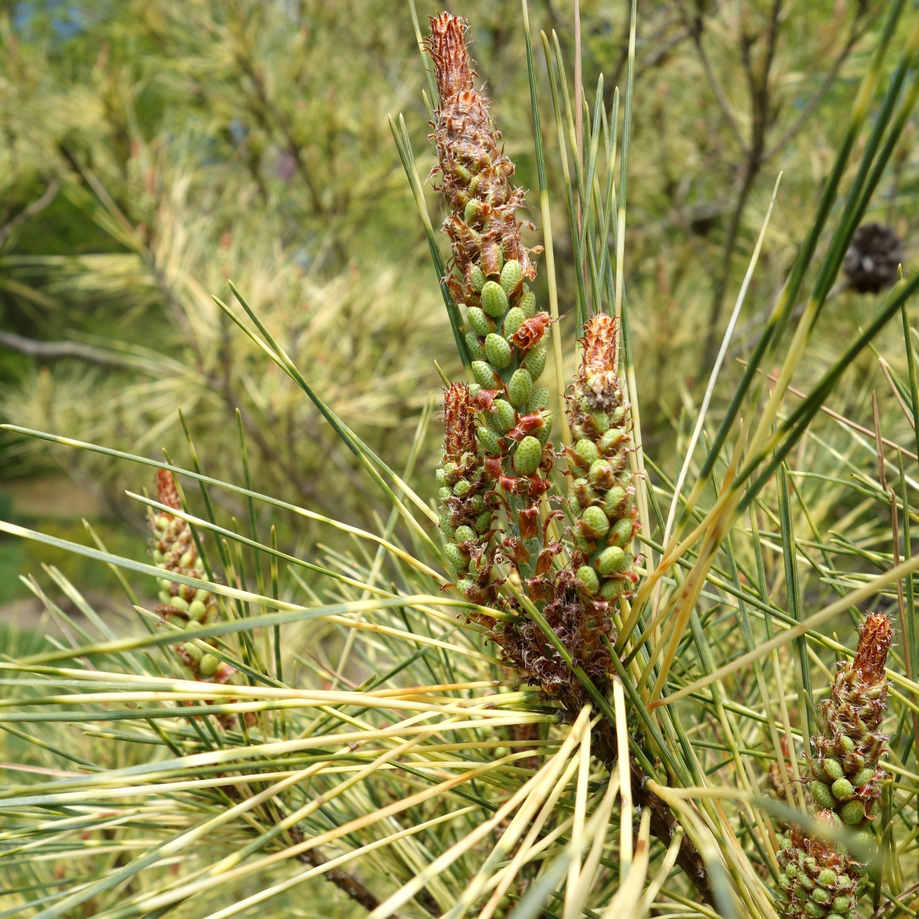 Japansk Rødfyr Low Glow