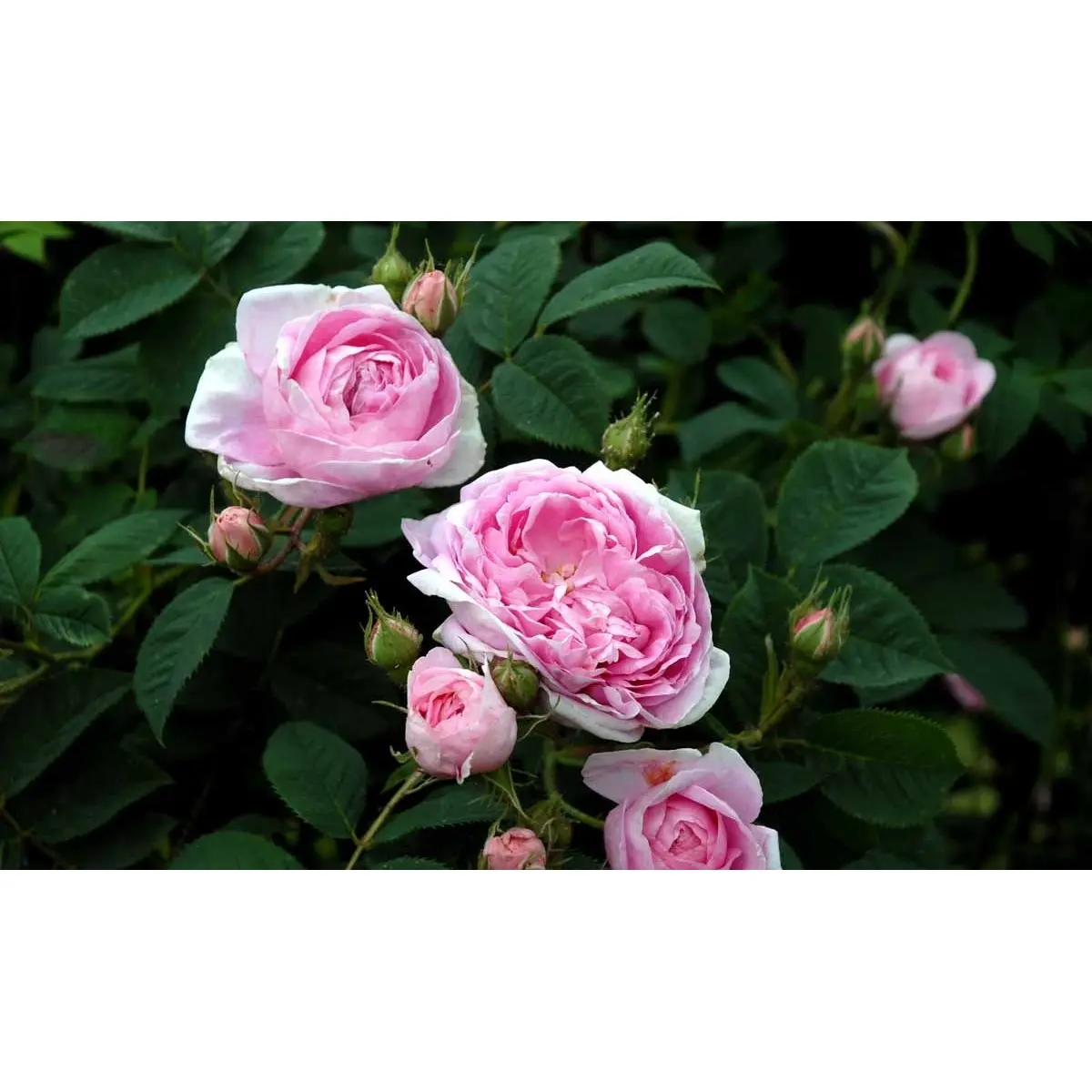 &apos;Dronningen af Danmark&apos;