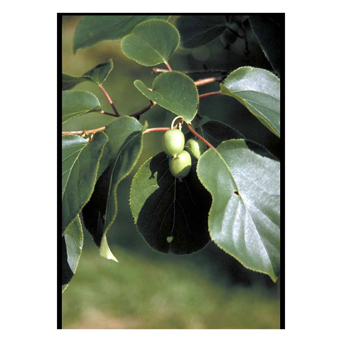 Almindelig Stikkelsbærkiwi