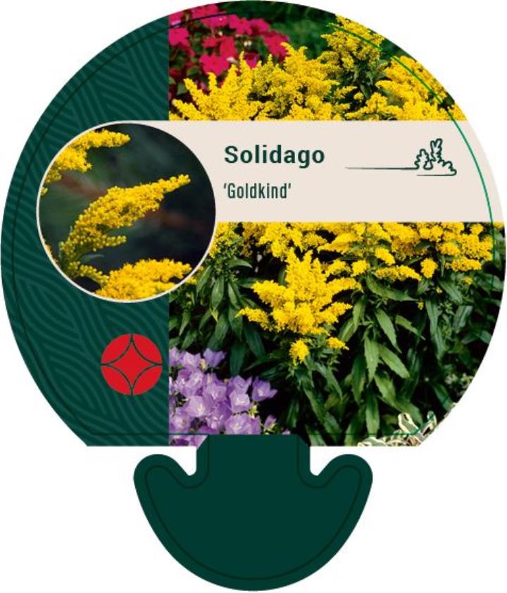Gyldenris - Potte 0,8 Liter