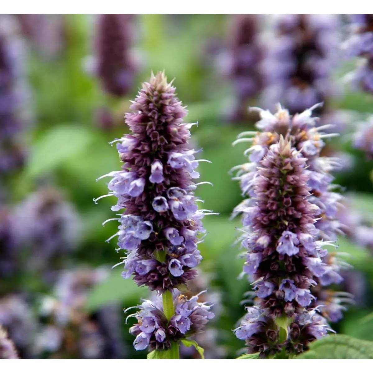 Anis Isop &apos;Blue Fortune&apos;