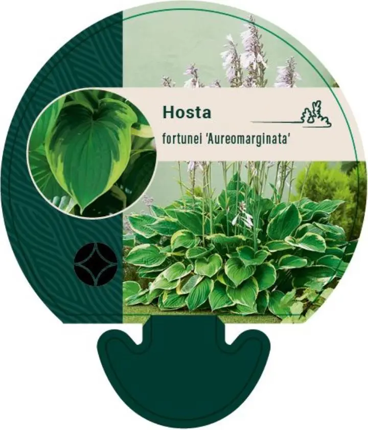 Funkia 'Aureomarginata' - Potte 0,8 Liter