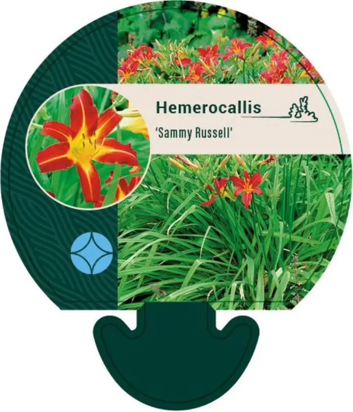 Daglilje 'Sammy Russel' - Potte 0,8 Liter