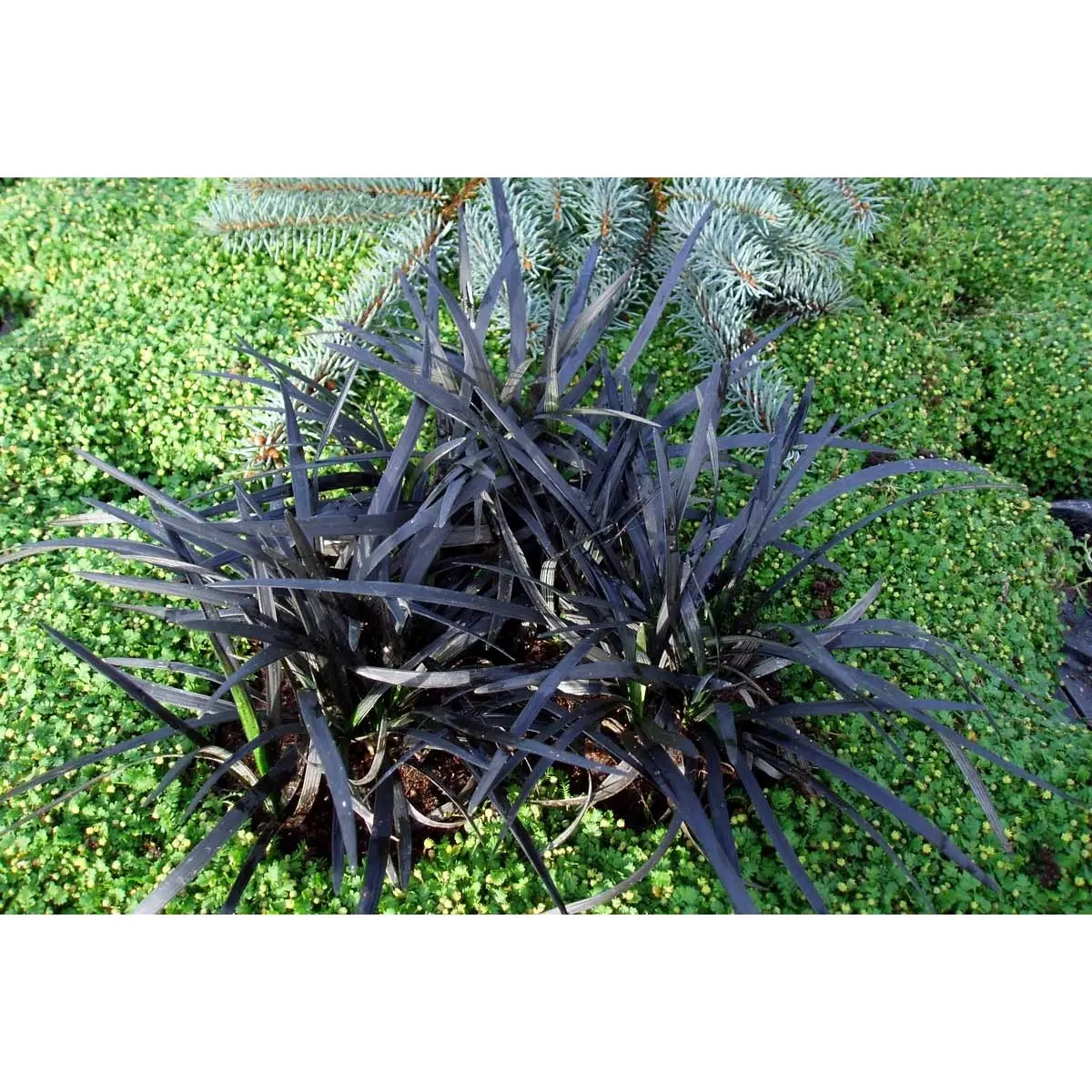 Slangeskæg &apos;Niger&apos;