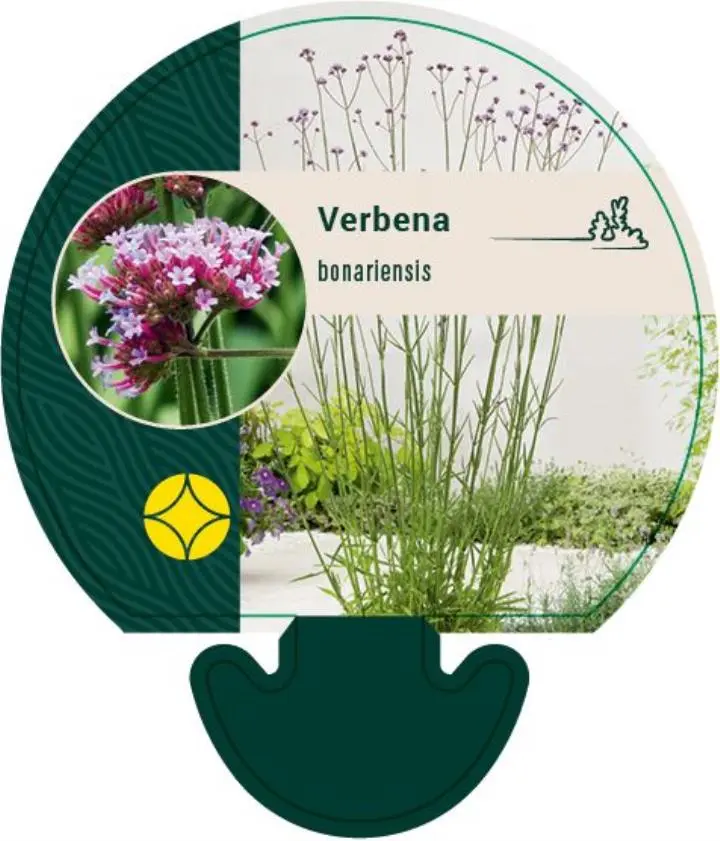 Kæmpe Verbena - Potte 0,8 Liter