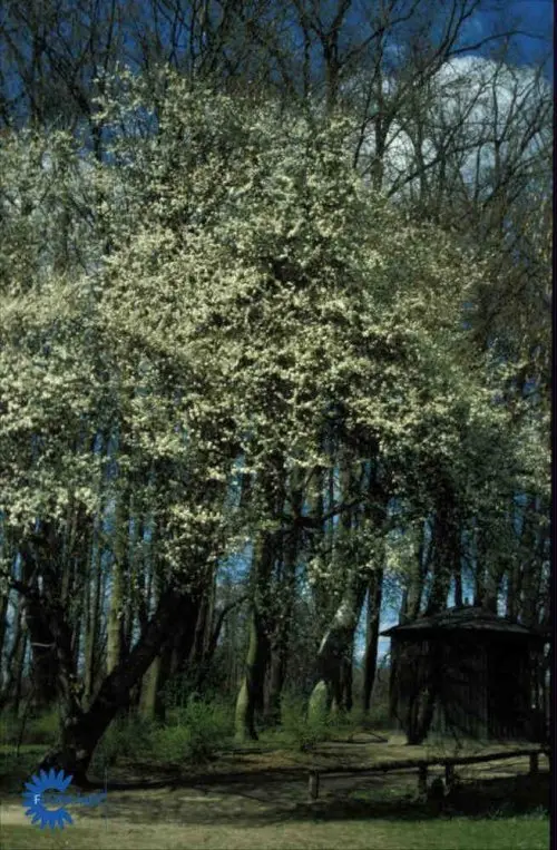 Prunus cerasifera, Mirabel, Hurtigt voksende, tornet busk eller træ 5-7 m højt. Hvid i stor mængde, april. Gul - rød, modner i juli - sept. Sol, trives i al slags jord, dog ikke for fugtig. Hårdfør, nøjsom og vindfør. Læ, hæk og hegn.