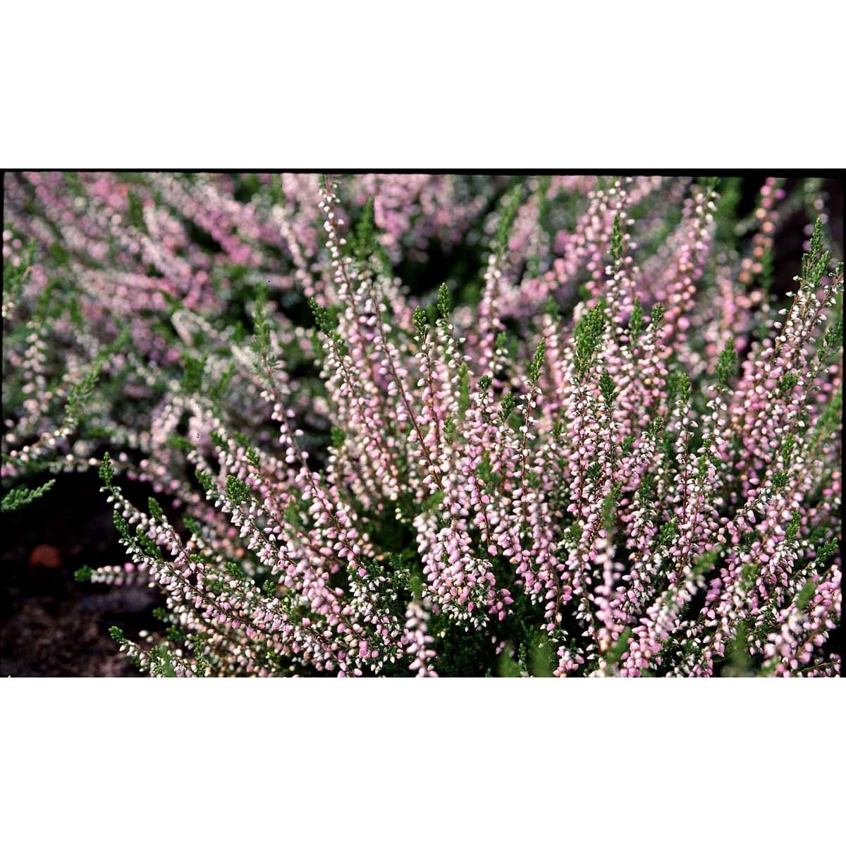 Efterårslyng &apos;J.H. Hamilton&apos;