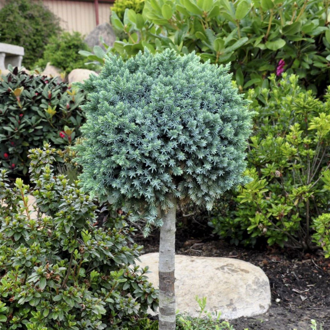 Lavtvoksende Blå Enebær Blue Star