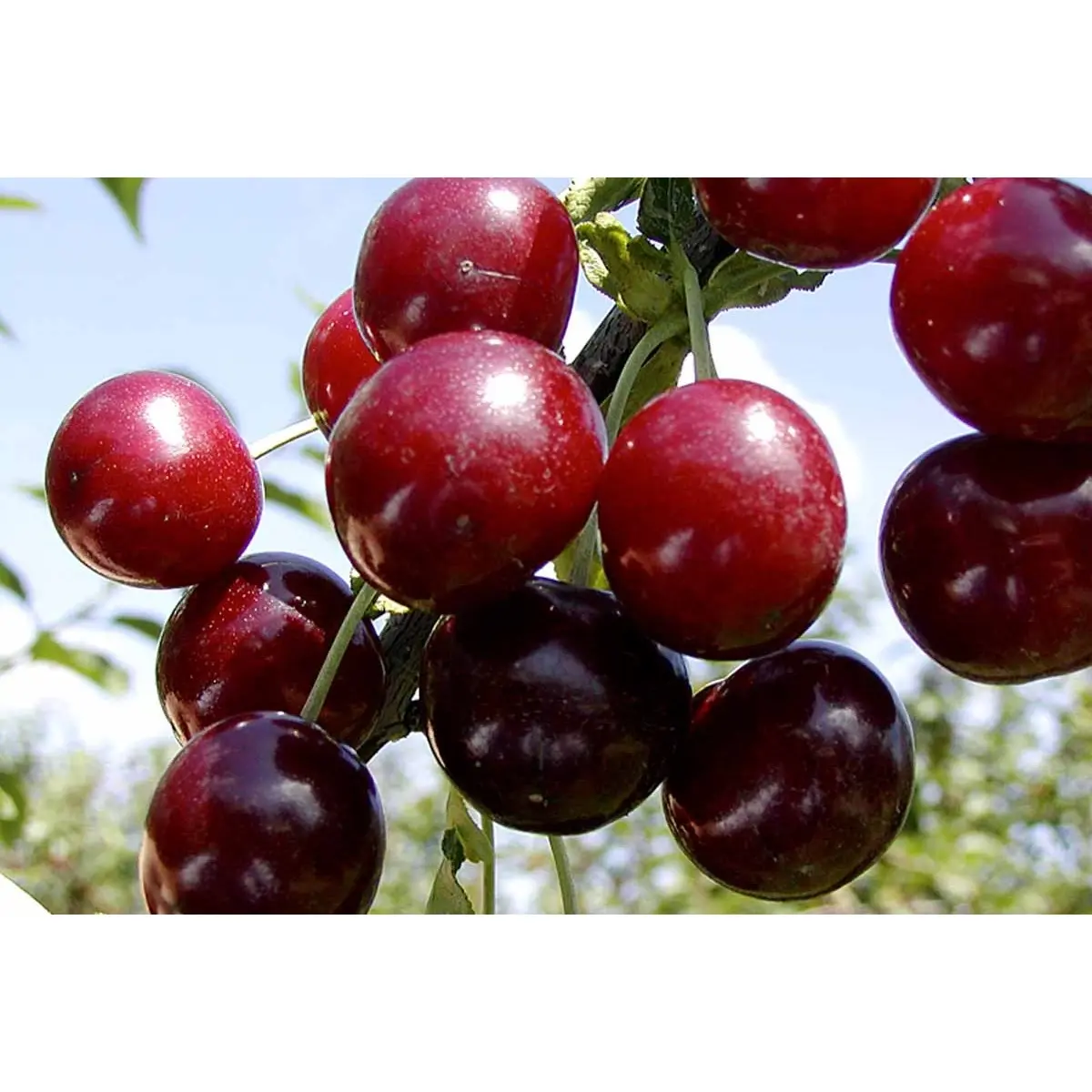 Sur Kirsebær Skyggemorel - 4-8 grene, 150-200 cm. Potte 10 liter (P.avi)