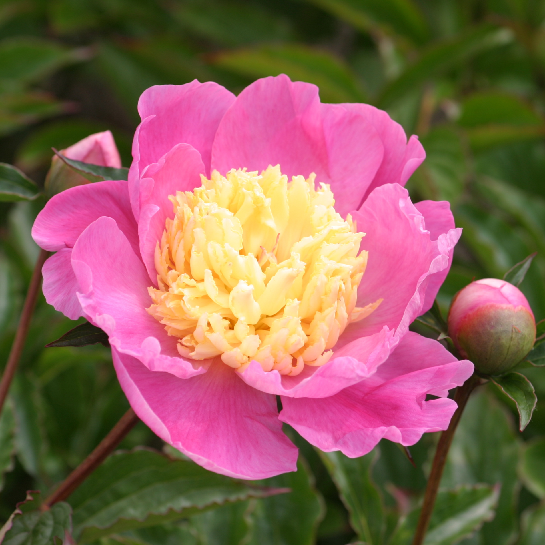 Silkepæon Mr. G. F. Hemerik