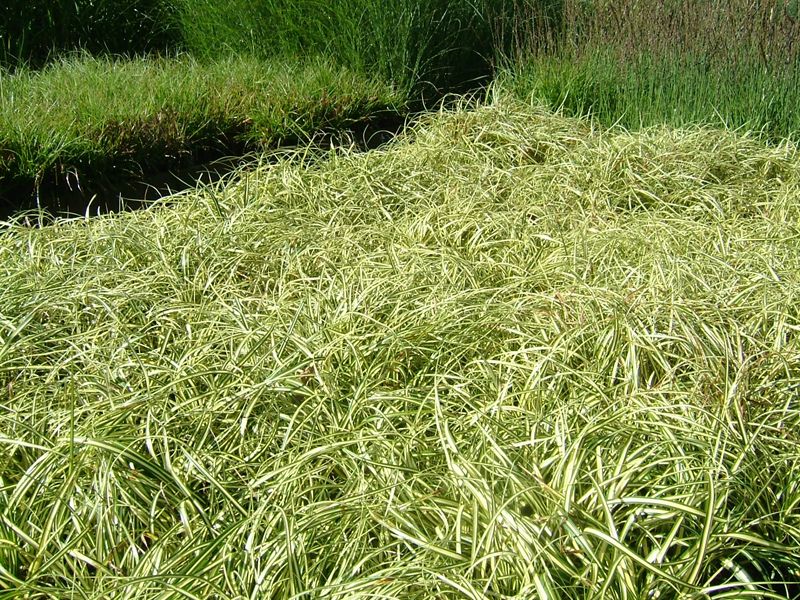 Star 'Evergold' - Potte 1,5 liter