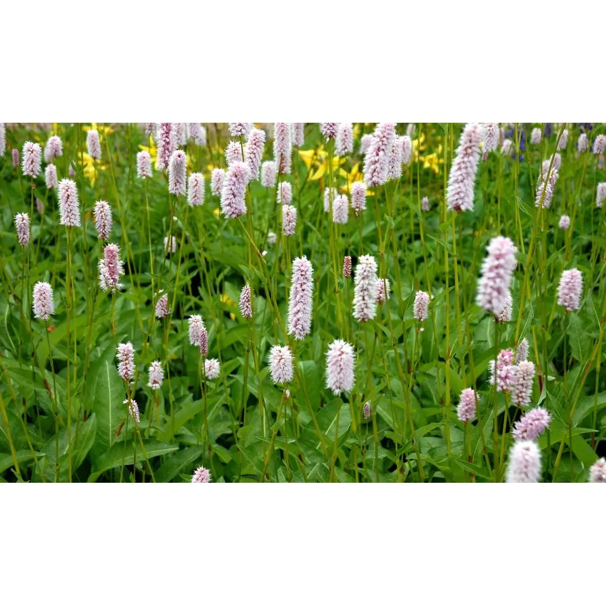 Slangeurt &apos;Superba&apos;