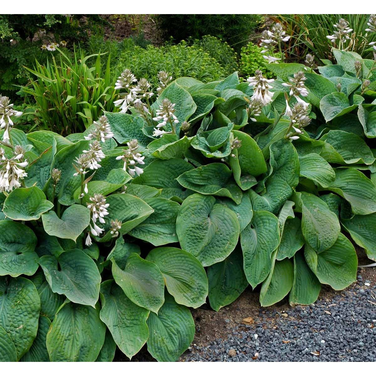 Funkia 'Elegans' - Potte 1 liter