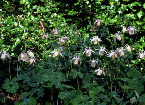 Aquilegia flabellata Nana Alba, Dværgakeleje, Lav staude, 20 cm. høj Blågrønne, 2-3 delte blade Blomsterne er hvide, og blomstring er i maj-juni Planten er velegnet til stenbede Trives bedst i sol eller halv skygge