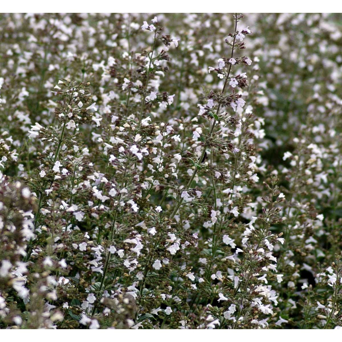 Bjergmynte 'Blue Cloud'