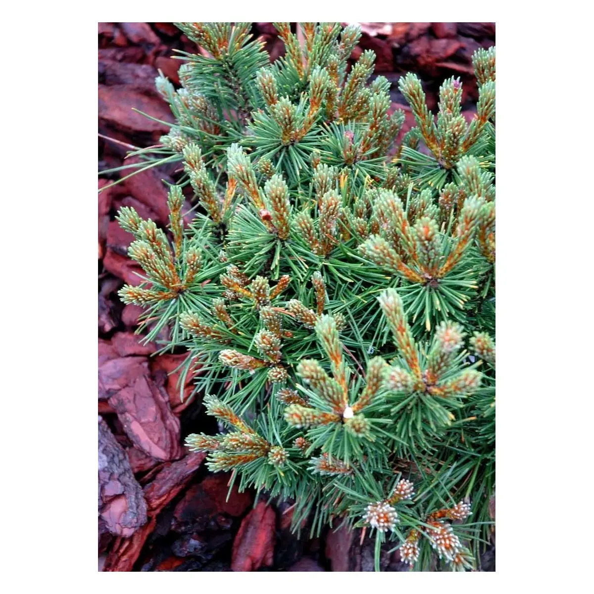 Bjergfyr &apos;Benjamin&apos;