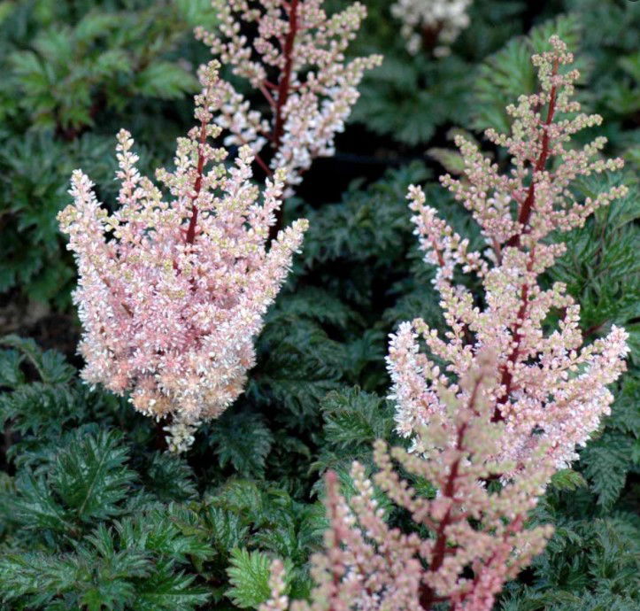 Dværgastilbe &apos;Lilleput&apos;