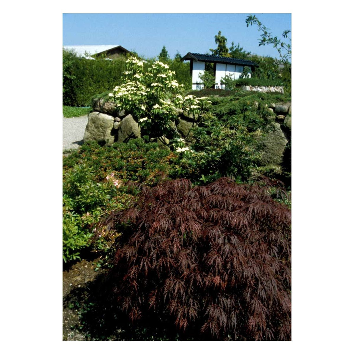 Japansk Dværgahorn &apos;Garnet&apos;