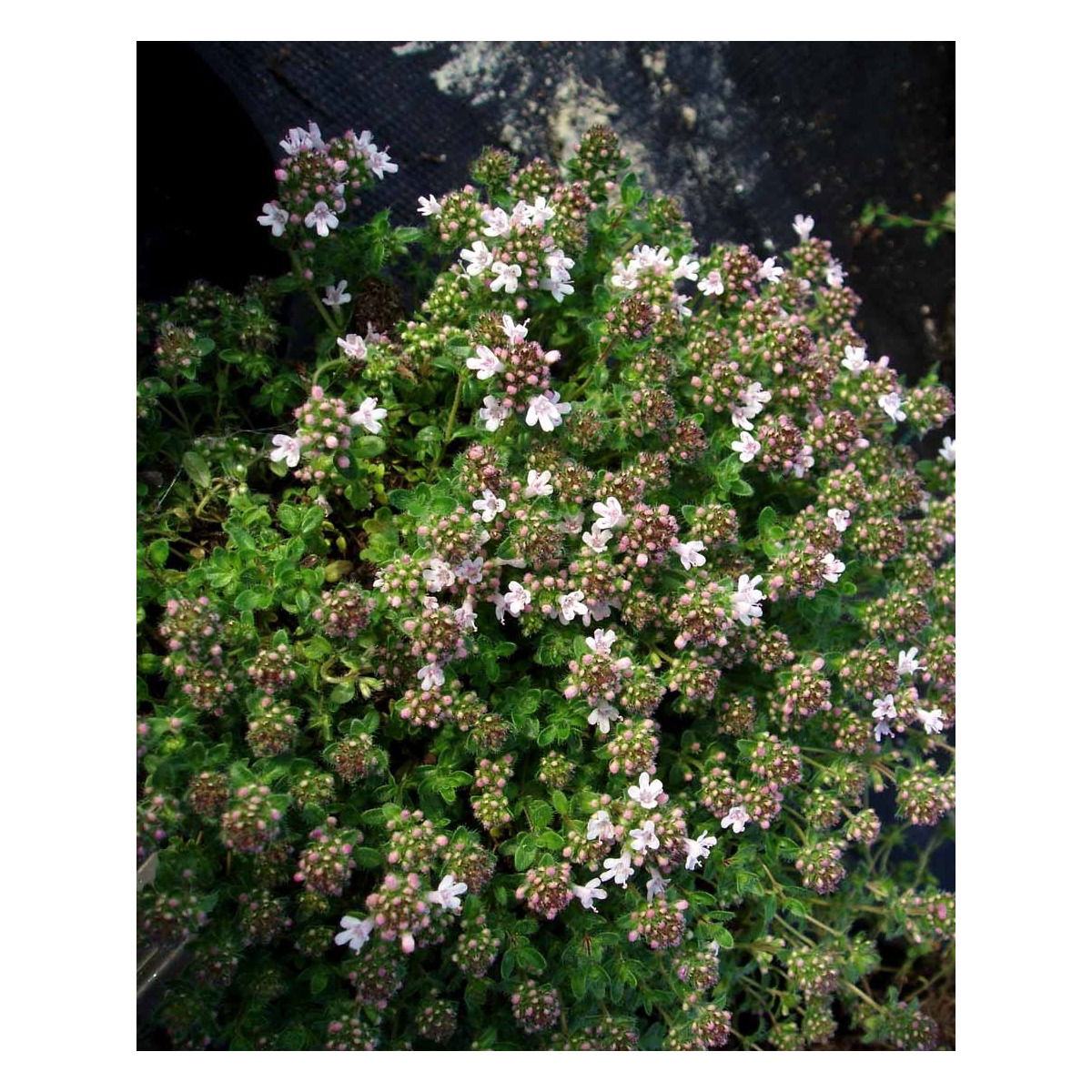 Krybende Timian 'Pink Chintz' - 10 cm. Potte