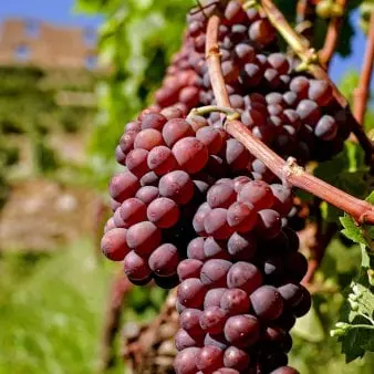 Kernefri spisedrue &#39;Apirena Rossa&#39; - Potte 3,0 liter