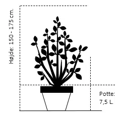 Engriflet Hvidtjørn