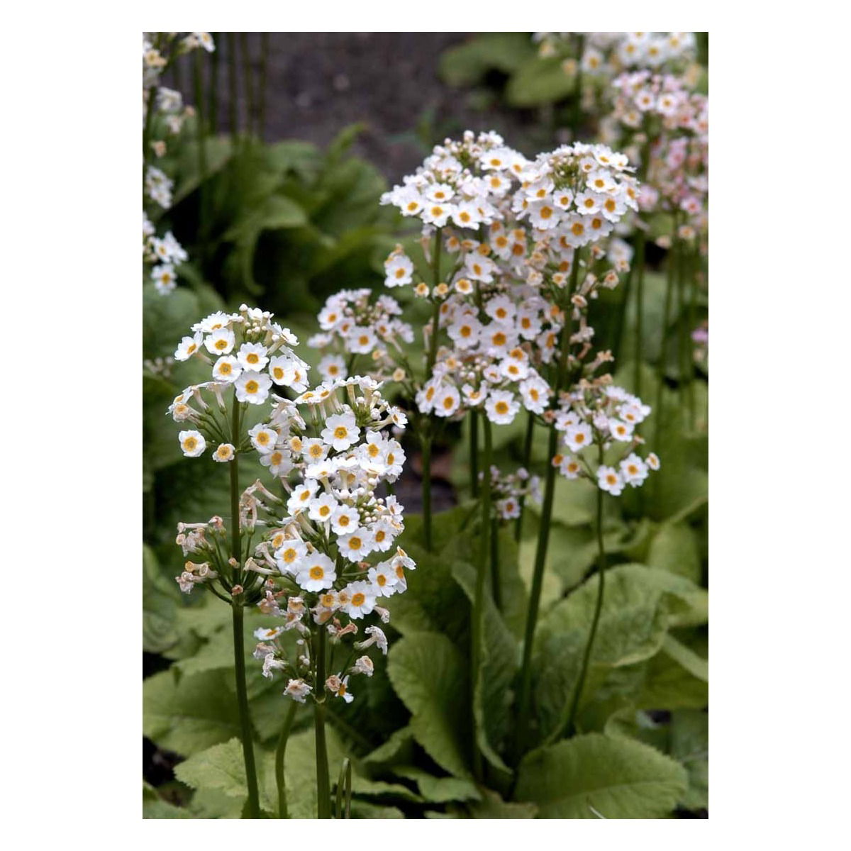 Etageprimula