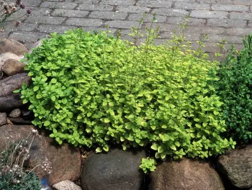 Origanum vulgare Thumbles Variety, Guldmerian, Lav staude, 20-25 cm Små ovale gule aromatiske blade. Nyt løv vintergrønt Små lysrosa læbeblomster i juli-september Bladene kan anvendes friske eller tørrede Snitblomst. Bi- og sommerfugleblomst