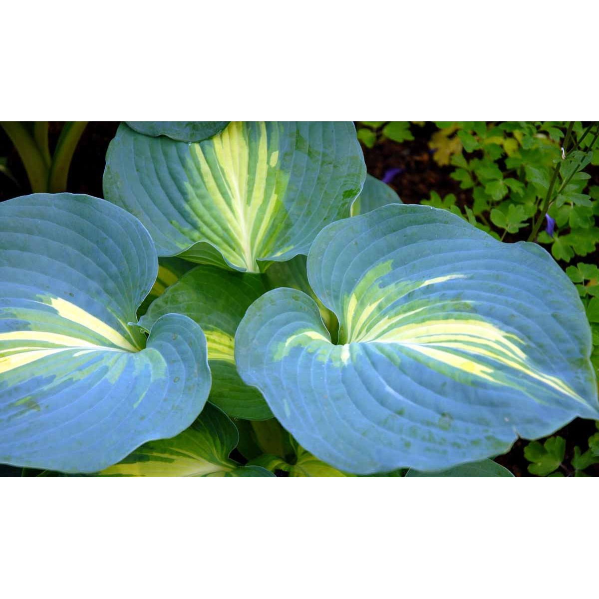 Hosta 'Dream Queen' - Potte 1 liter
