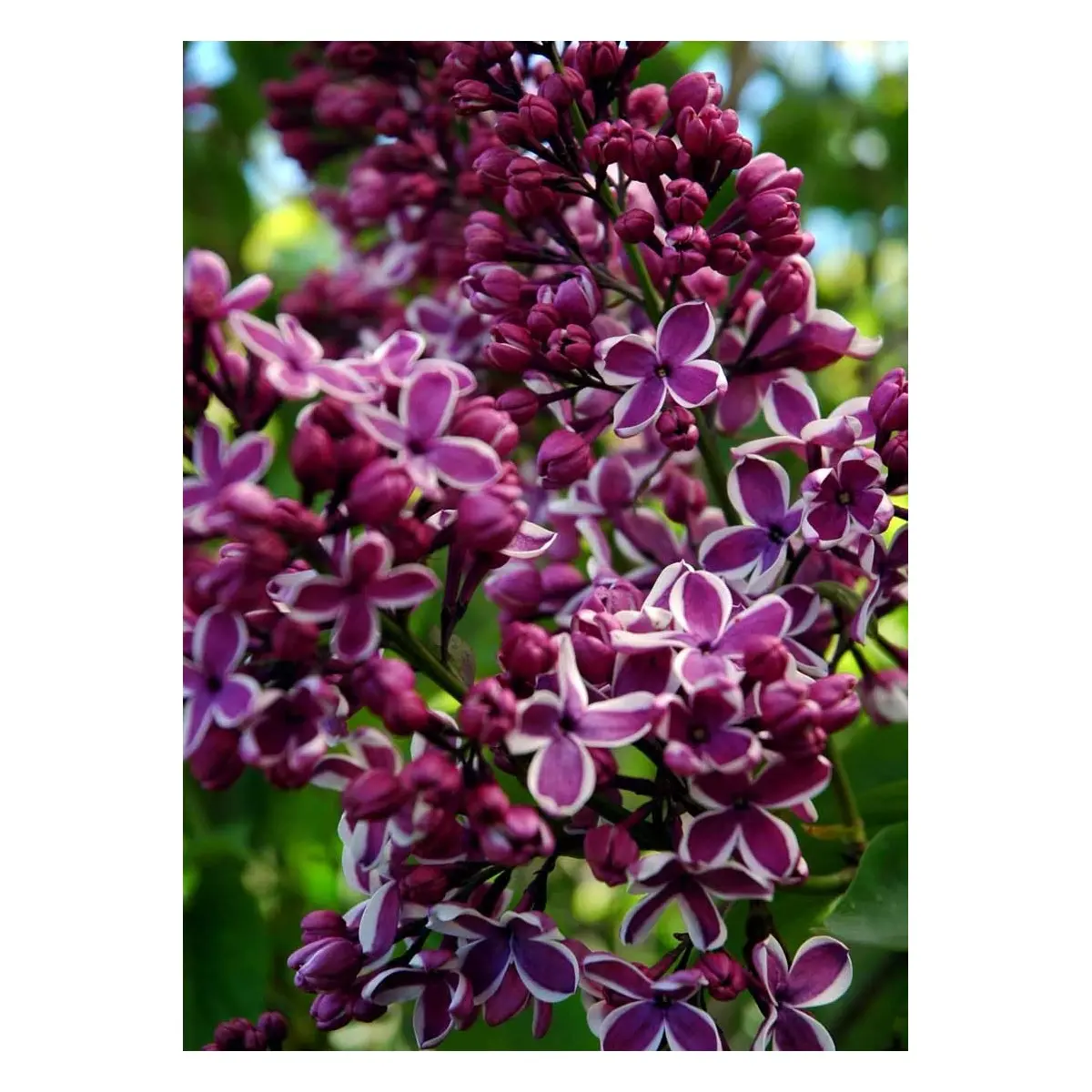 &apos;Sensation&apos;