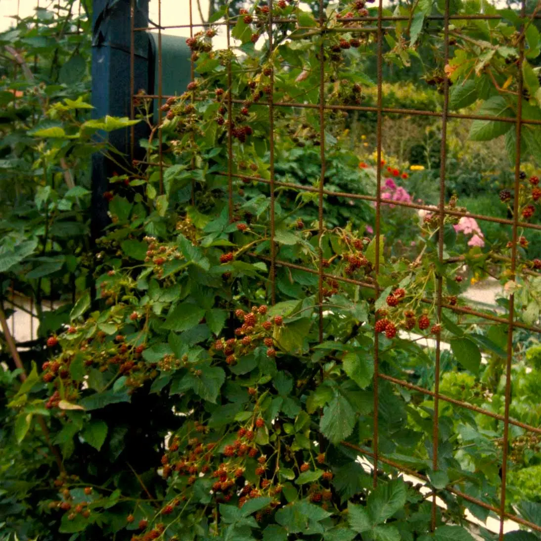 Brombær Chester Thornless