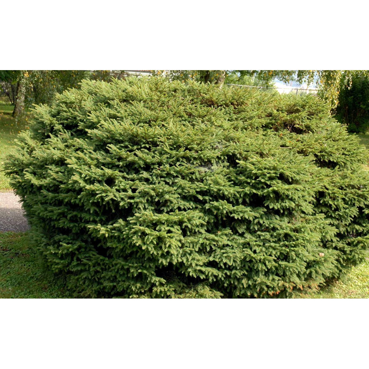 Fugleredegran &apos;Nidiformis&apos;