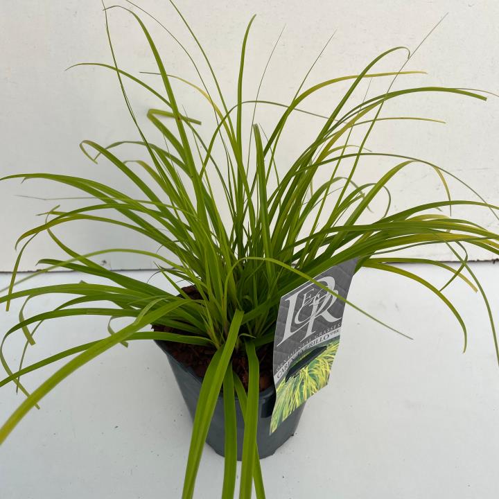 Star 'Everillo' - Potte 2,0 liter