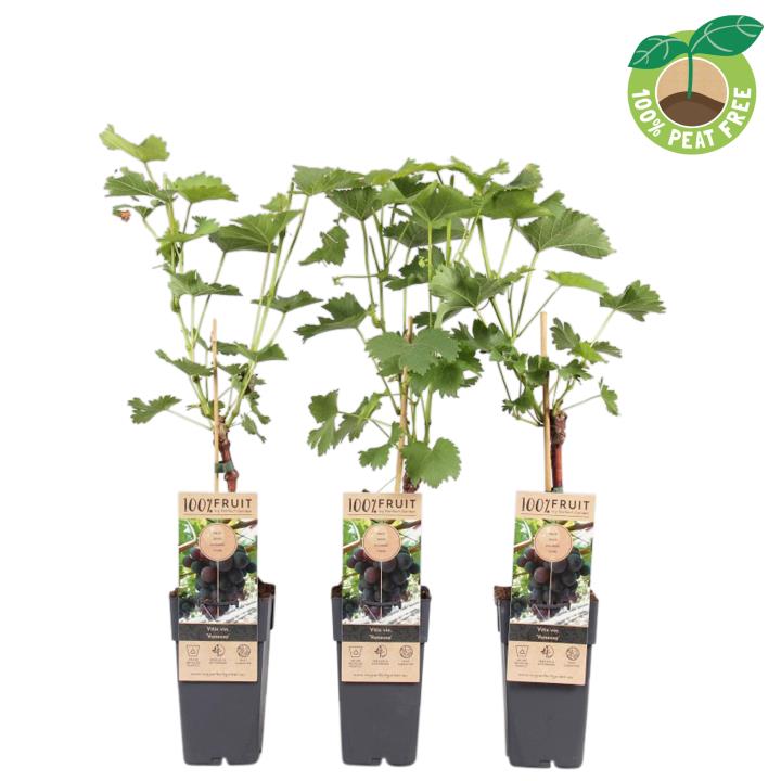 Vin &#39;Vanessa&#39; - Potte 2,0 liter