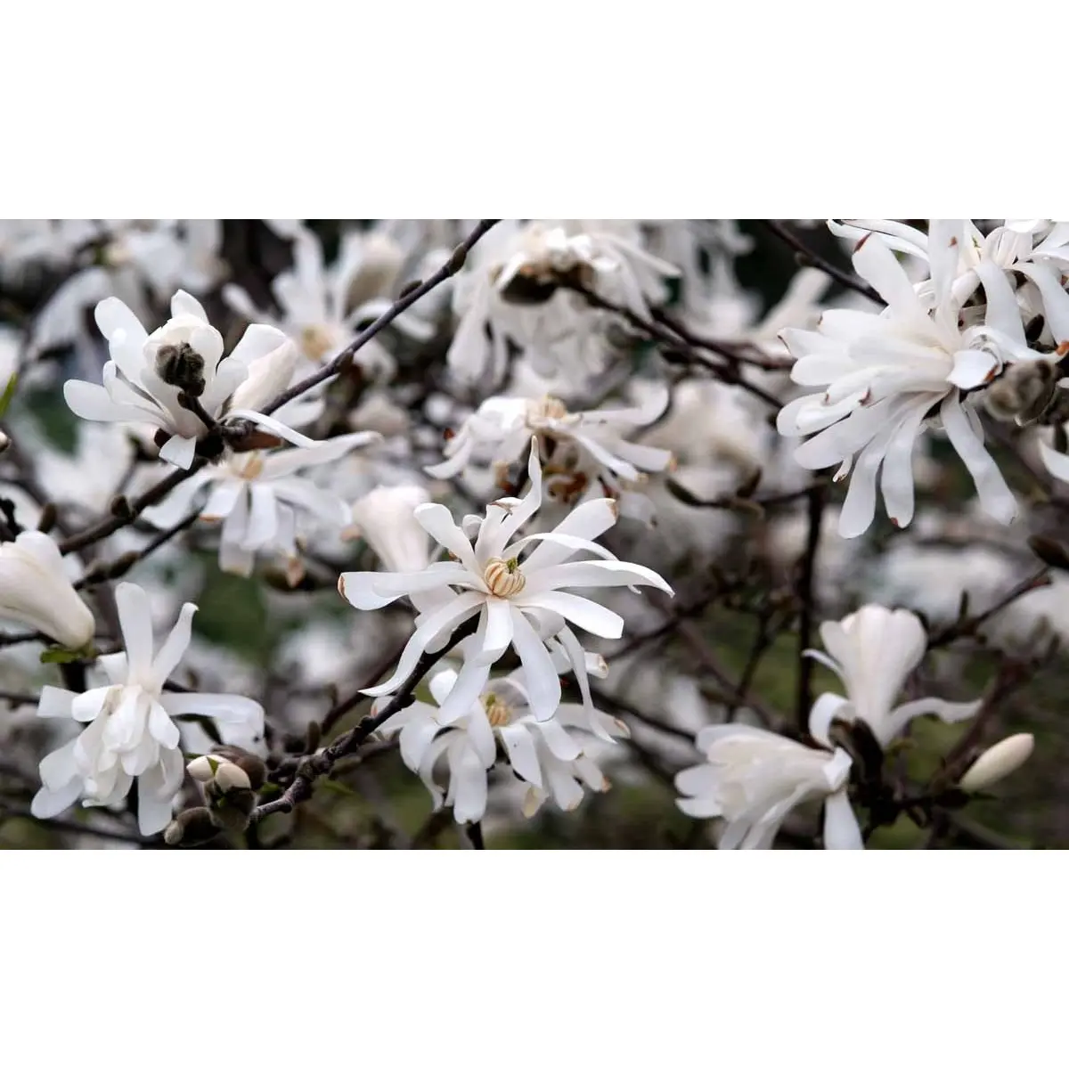 Stjernemagnolie &apos;Royal Star&apos;